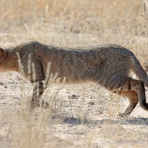 Southern African wildcat
