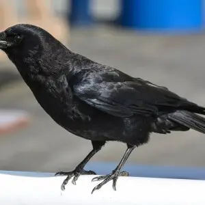 Northwestern crow (Corvus brachyrhynchos caurinus - hybrid intergrades between Corvus brachyrhynchos and Corvus caurinus species of the American crow), adult, at Steveston Harbor, British Columbia Canada on April 29, 2014.