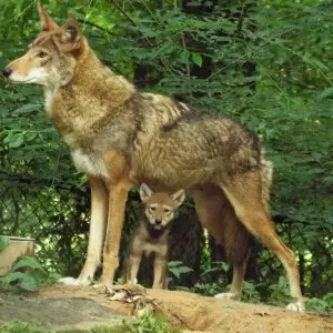 Woodlands Nature Station resident pair of red wolves welcomed a female pup in May 2014. She stays close to mom while young. Photo courtesy of Brooke Gilley.