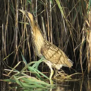 Bittern Botaurus stellaris, Gosforth Park Lake, Northumberland