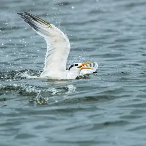 West African crested tern - Facts, Diet, Habitat & Pictures on Animalia.bio