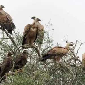 Griffon vultures (Gyps fulvus) and steppe eagles (Aquila nipalensis) at carcass dumping site and raptors birds' reserve, Jor Beed, Bikaner