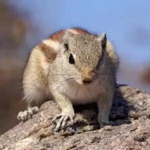 jungle palm squirrel