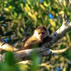 4 day trip to La Selva Lodge on the Napo River in the Amazon jungle of E. Ecuador...anybody know what kind of Monkey.??...