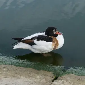 A common shelduck in Nida, Lithuania
