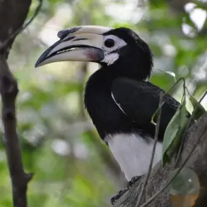 The Oriental Pied Hornbill (Anthracoceros albirostris) is a species of hornbill in the Bucerotidae family. It is found in the Indian Subcontinent and Southeast Asia, ranging across Bangladesh, Bhutan, Brunei, Cambodia, India, Indonesia, Laos, Malaysia, My