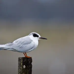 Forster's tern (Sterna forsteri). (Rinus Baak/USFWS)
