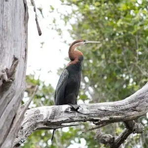 African Darter (Anhinga rufa) Dysmorodrepanis 19:46, 28 May 2008 (UTC)