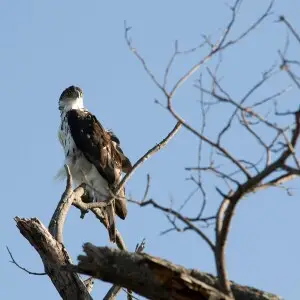 African Hawk-eagle (Aquila spilogastra, formerly Hieraaetus spilogaster). Dysmorodrepanis 03:06, 29 May 2008 (UTC)