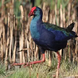 African Purple Swamphen, Porphyrio madagascariensis at Marievale Nature Reserve, Gauteng, South Africa