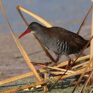 African Rail, Rallus caerulescens at Marievale Nature Reserve, Gauteng, South Africa