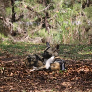 Chadian wild dog
