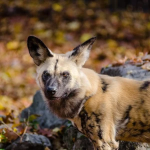 East African wild dog