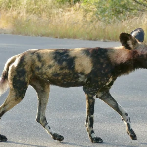 Cape wild dog
