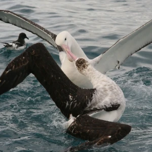 Two Antipodean Albatrosses (Diomedea antipodensis gibsoni) of the Gibson's sybspecies squabbling over food. Kaikoura, New Zealand