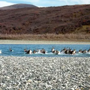 Always moving as a group, this herd of caribou take the plunge and swim across the Noatak River, heading south for the winter. Does it seem like they don't want to get their tails wet?

Caribou swim across a river
