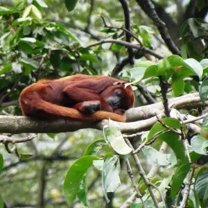 Mono aullador rojo (Alouatta seniculus) en el zool?gico de Cali, Colombia.