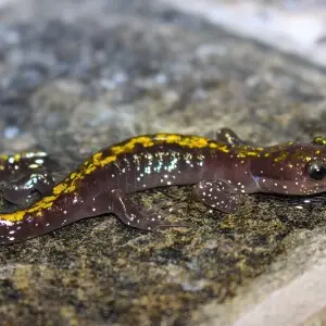 A Southern long-toed salamander (Ambystoma macrodactylum sigillatum) comes out onto the road after heavy rain. Plumas County, CA.
