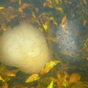 Two Ambystoma maculatum (spotted salamander) egg masses with a white morph on the left and a clear morph on the right.