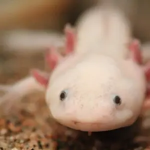 This is a picture of Ambystoma mexicanum (Axolotl). For more pictures visit www.beebeetle.com/animals/?id=137028.