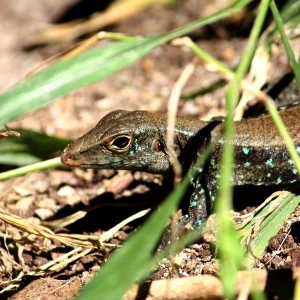 Dominican ground lizard