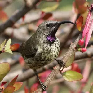 An immature male Amethyst sunbird of the nominate race, attracted to mistletoe flowers at the Kloofendal Nature Reserve, Johannesburg, South Africa