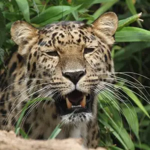 Amur Leopard 14