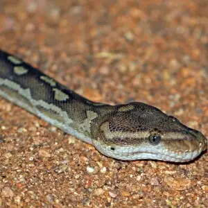 Angolan python (Python anchietae), Damaraland, Namibia