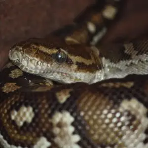 Angolian Python Python anchietae at Louisville Zoo