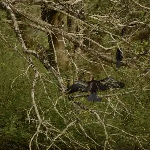 Anhinga melanogaster_oriental darter drying its wings