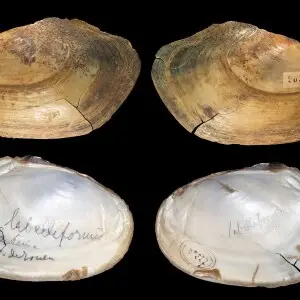 PRESERVED_SPECIMEN; Anodonta labelliformis Locard, 1890; Type status: 	LECTOTYPE; Identified by:	N/A; Individual count:	1; Event date: 	N/A