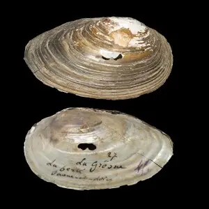 PRESERVED_SPECIMEN; Anodonta catocyrta Locard, 1890; Type status: LECTOTYPE; Identified by: N/A; Individual count: 1; Event date: N/A
