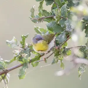 Yellow-breasted apalis perched in a bushwillow (Combretum sp.) in the Kruger National Park