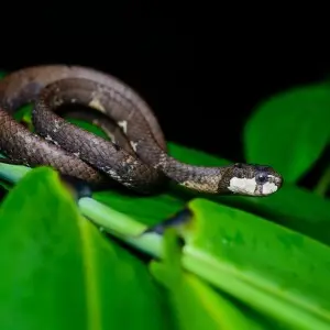 Aplopeltura boa, Blunt-headed tree snake - Khao Luang National Park.
Photo by Thai National Parks, https://www.thainationalparks.com/khao-luang-national-park.