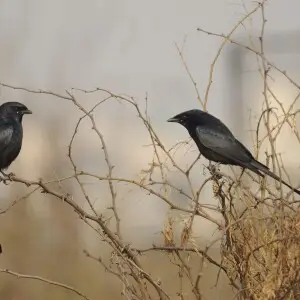 A pair of Black Drongo in the Aravalli Biodiversity Park Gurgaon, Haryana, India