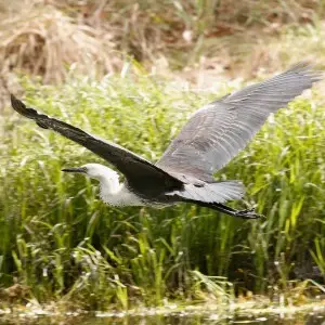 A White-necked Heron (also known as the Pacific Heron) flying in Edithvale Wetland, Melbourne, Australia.