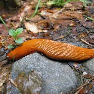 Red slug - Facts, Diet, Habitat & Pictures on Animalia.bio