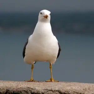 en:Armenian Gull standing, front view
