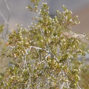 Ash-throated Flycatcher (Myiarchus tuberculifer) takes flight from creosote bush (Larrea tridentata), Joshua Tree National Park. NPS/Brad Sutton