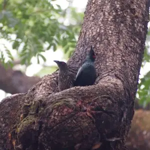 A Asian Glossy Starling. Photographed in Camarahan Ridge Brgy.Pagatpat Cagayan De Oro City, Misamis Oriental Philippines.