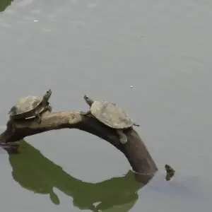 Kaziranga National Park