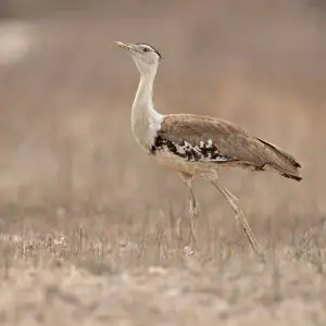 Australian Bustard, West Mary Rd, Maryfarms, Tablelands, Queensland, Australia