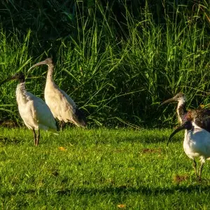 The Australian white ibis (Threskiornis molucca), is an urban legend, having relocated in huge numbers from its beleaguered rural wetlands to the major and minor urban centres of Australia.  The bird is ravenously omnivorous, devouring pizza as readily as