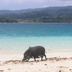 Babi hutan di pulau peucang yang berada di Taman nasional ujung kulon, Jawa Barat