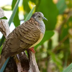 Bar-shouldered Dove (Geopelia humeralis) in Port Douglas, Queensland.