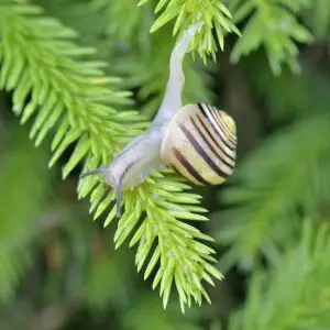 Grove snail (Cepaea nemoralis)  in Val Gardena