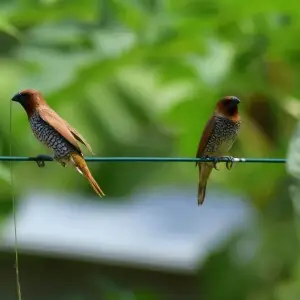 This picture shows two scaly breasted munias sitting on a wire
