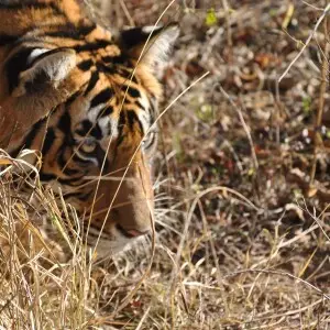 Bengal Tiger hiding