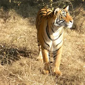 Bengal Tiger walking