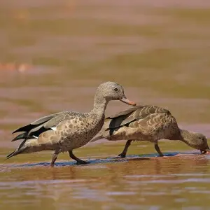 Pair of Bernier's Teal (Anas bernieri) feeding. This image was taken in Madagascar after travelling by boat for 3 hrs we located the teal.